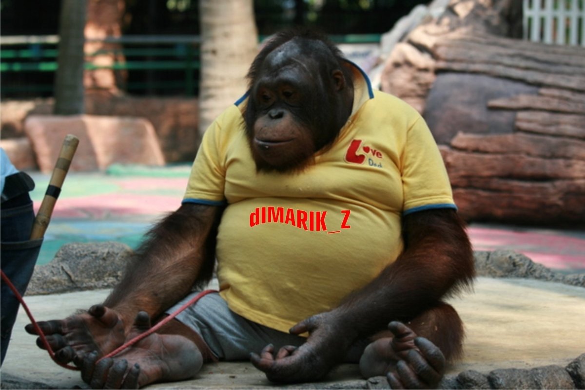 Одетые обезьяны