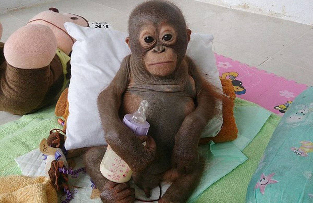 Ребенок шимпанзе