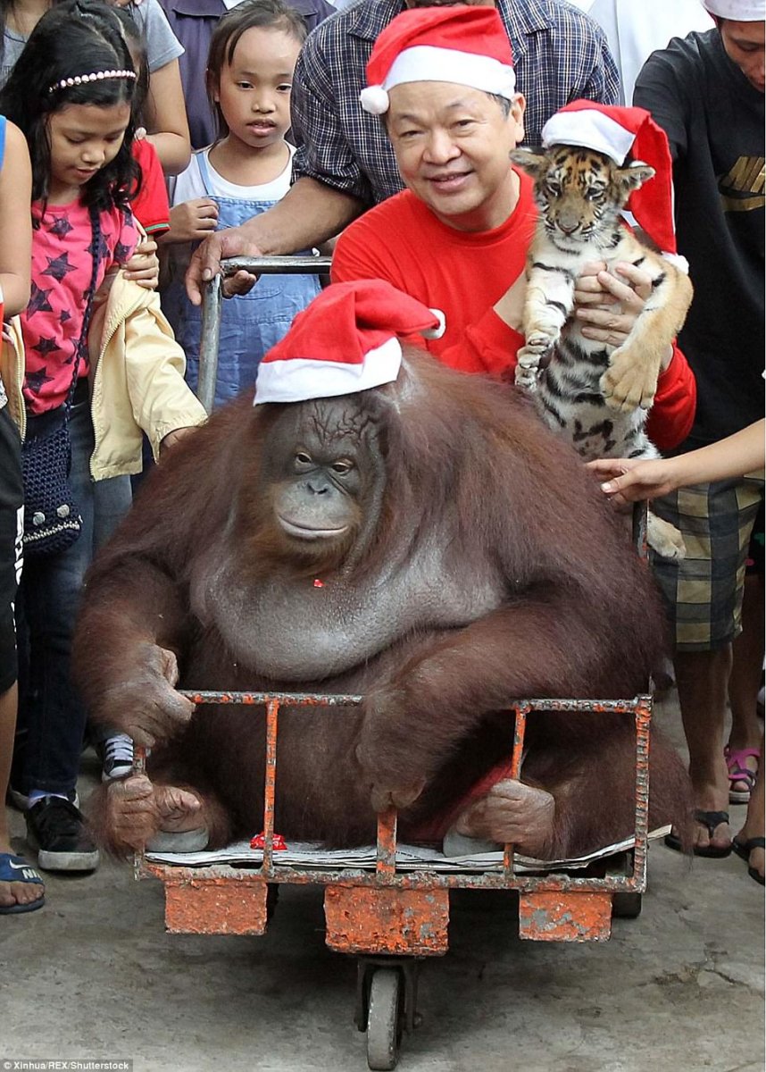 Праздничная обезьяна