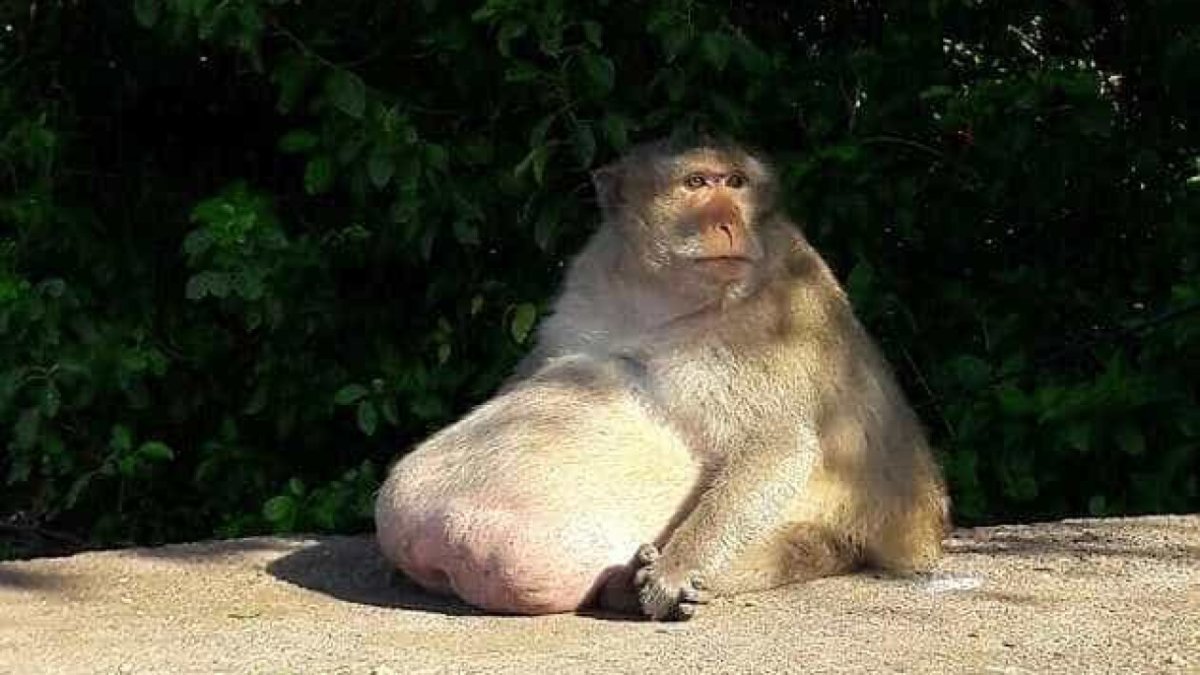 Толстые животные