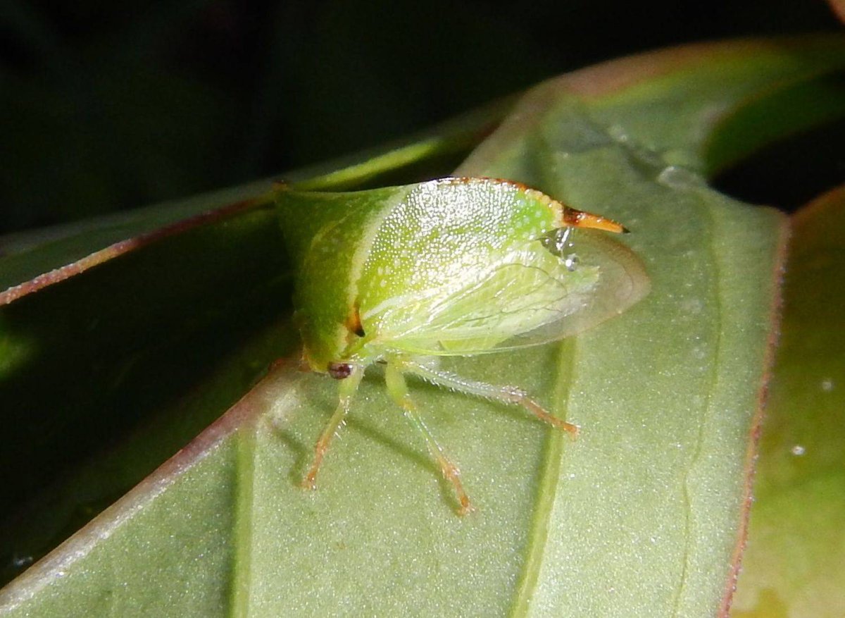 Цикада пенница, Горбатка
