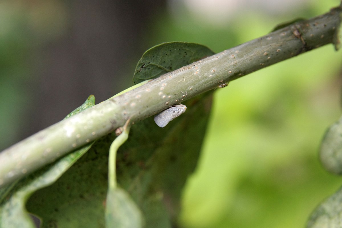 Цикадка Виноградная белая