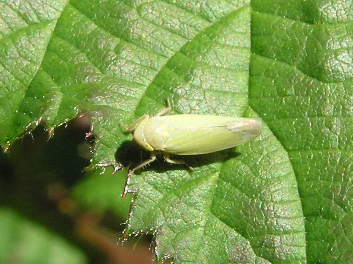 Цикадка белая личинка