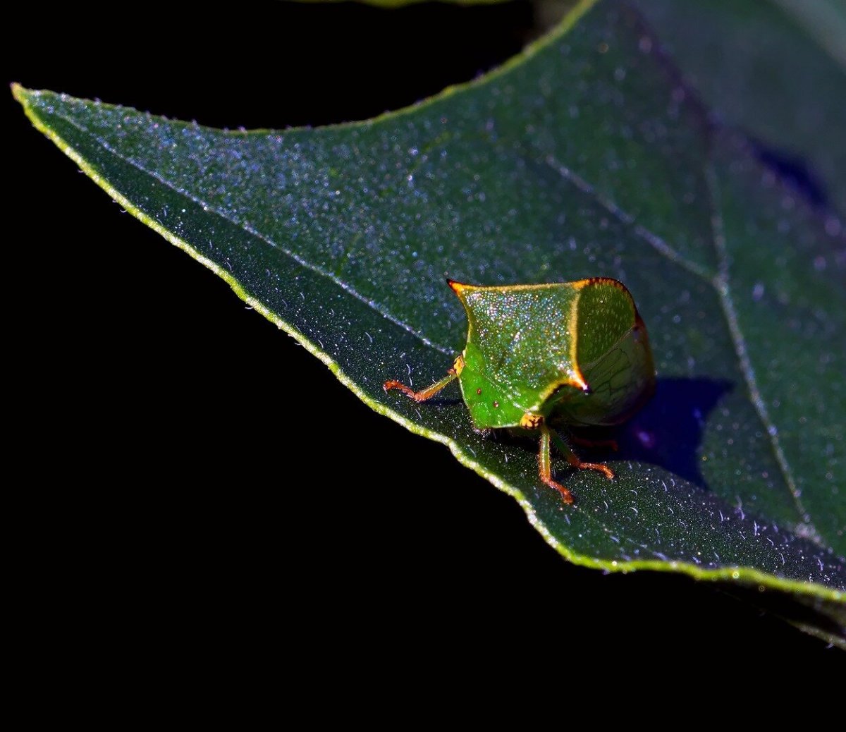 Бодушка бизонья Горбатка буйвол