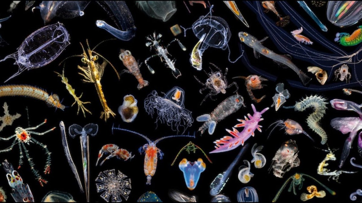 Зоопланктон Баренцева моря