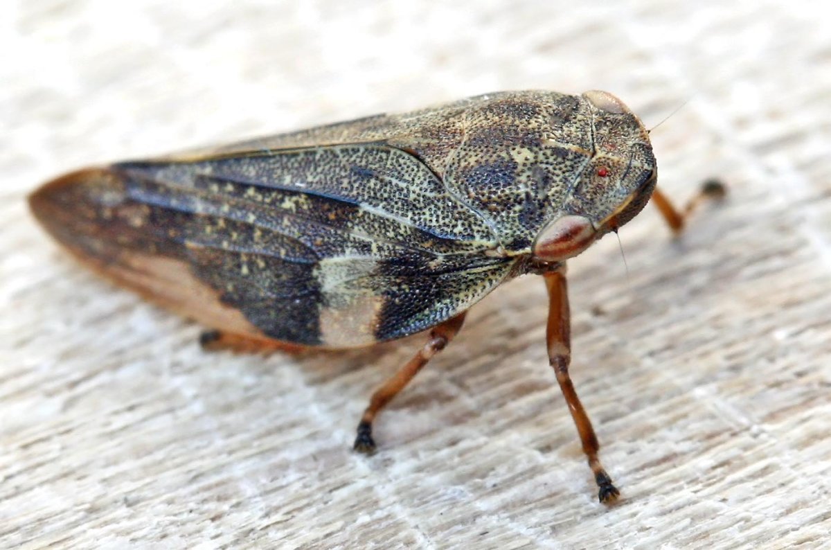 Буйволовидная цикадка