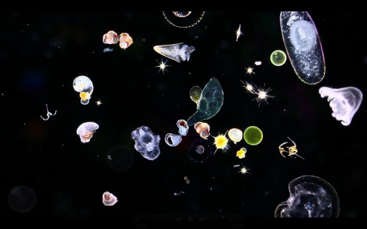 Живые организмы в космосе