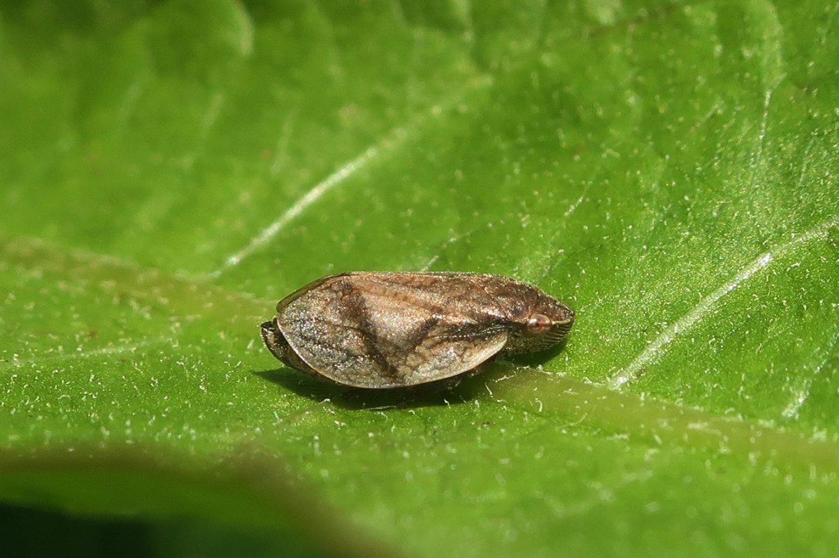 Пенница Ольховая