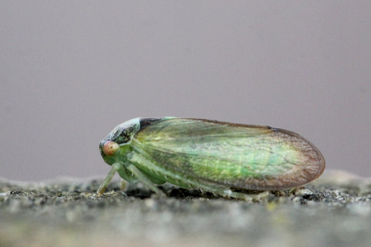 Цикадка бабочка японская