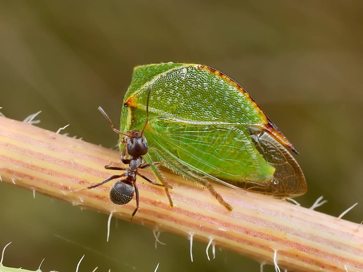 Цикада зеленая цикадка зеленая
