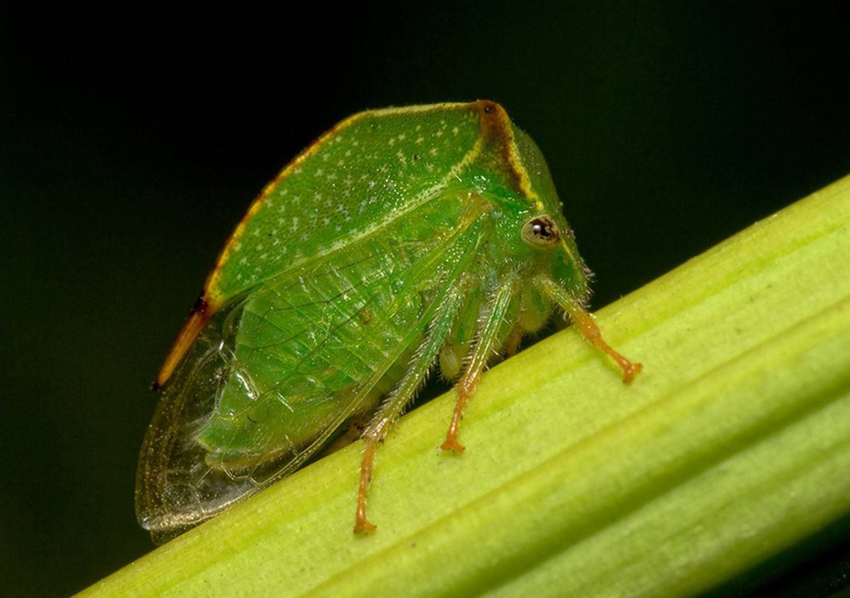 Бизонья цикада