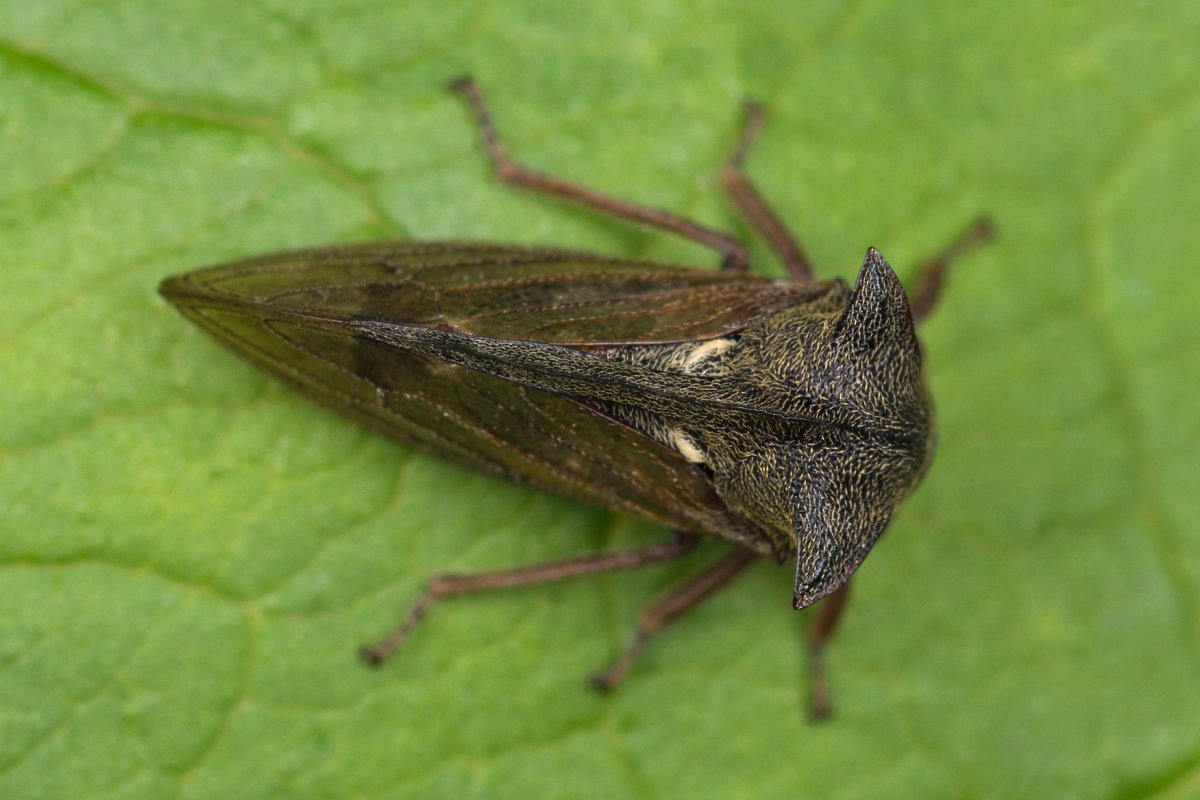 Жук Горбатка