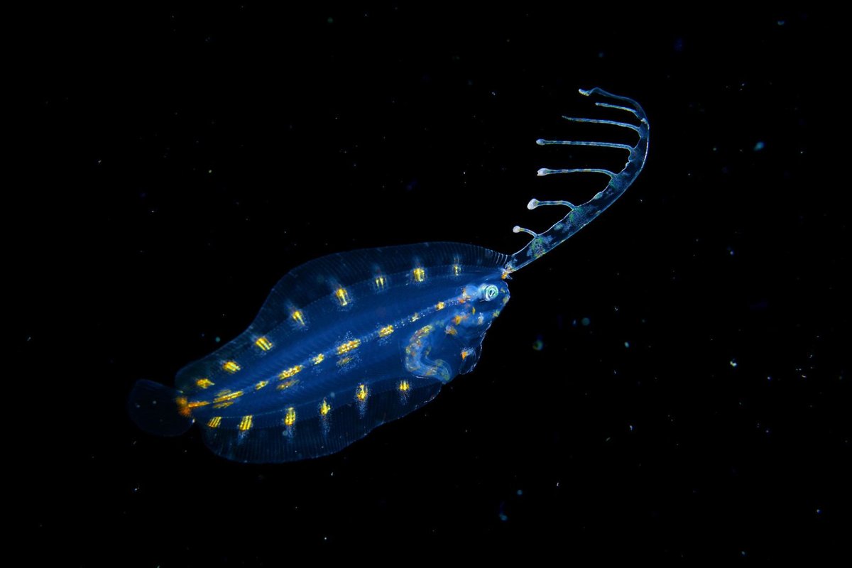 Морской планктон