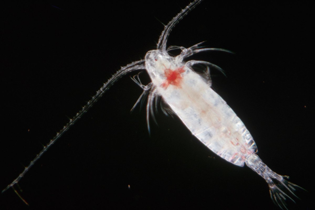 Мариниум зоопланктон