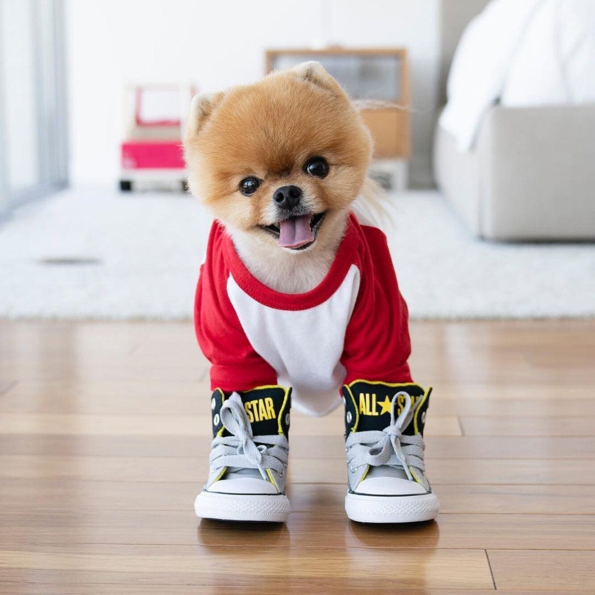 Померанский шпиц jiffpom белый