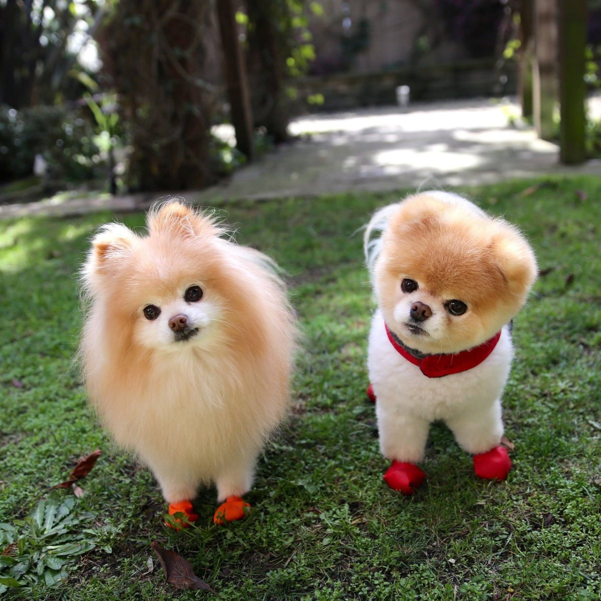 Японский шпиц карликовый померанский