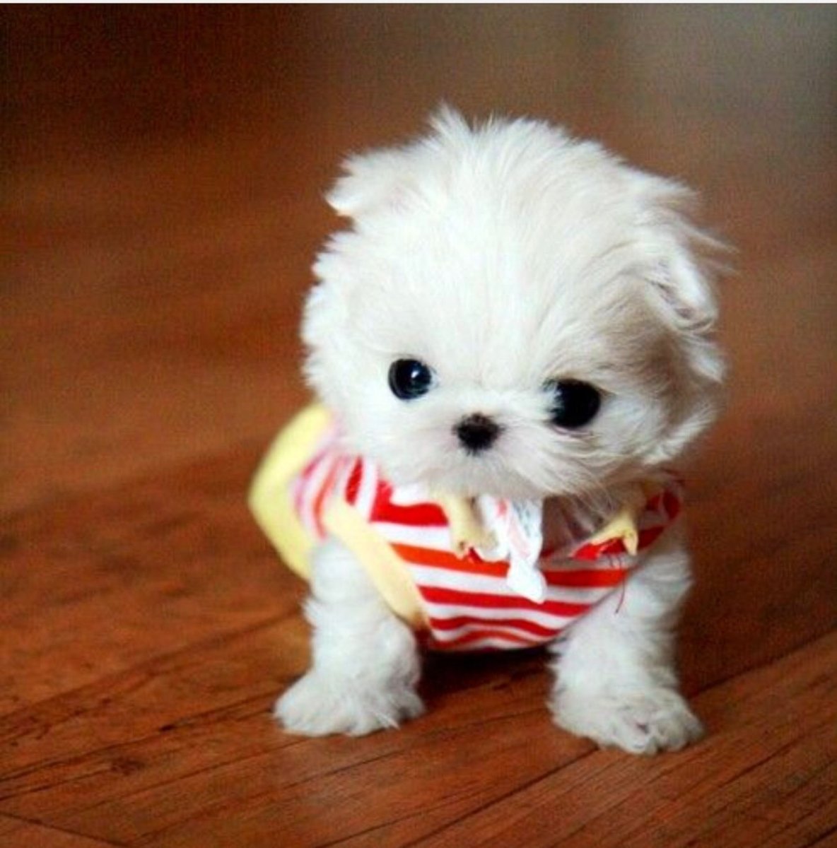 Мальтийская болонка мальтипу