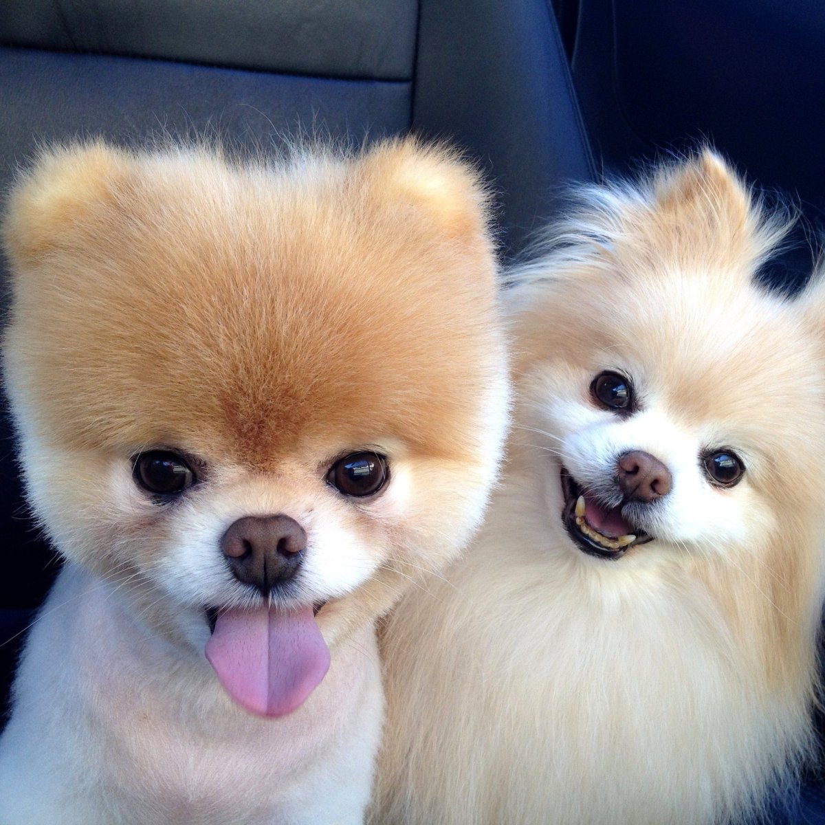 Шпиц померанский медвежьего