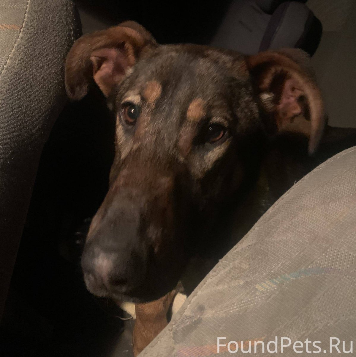 Кошки собаки потеряшки