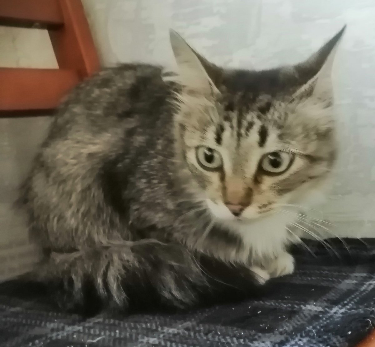 Кот Марс