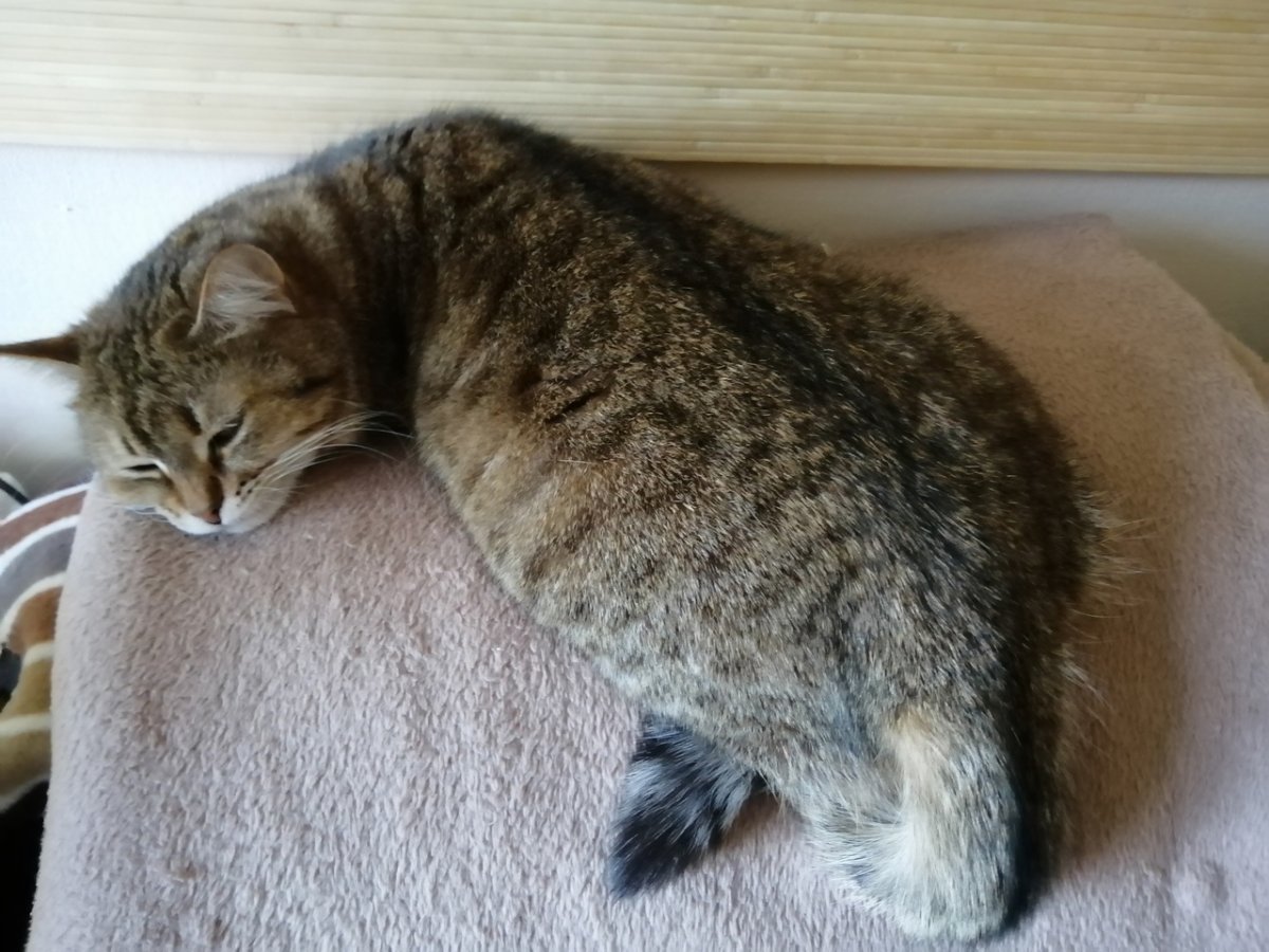 Кот спит калачиком