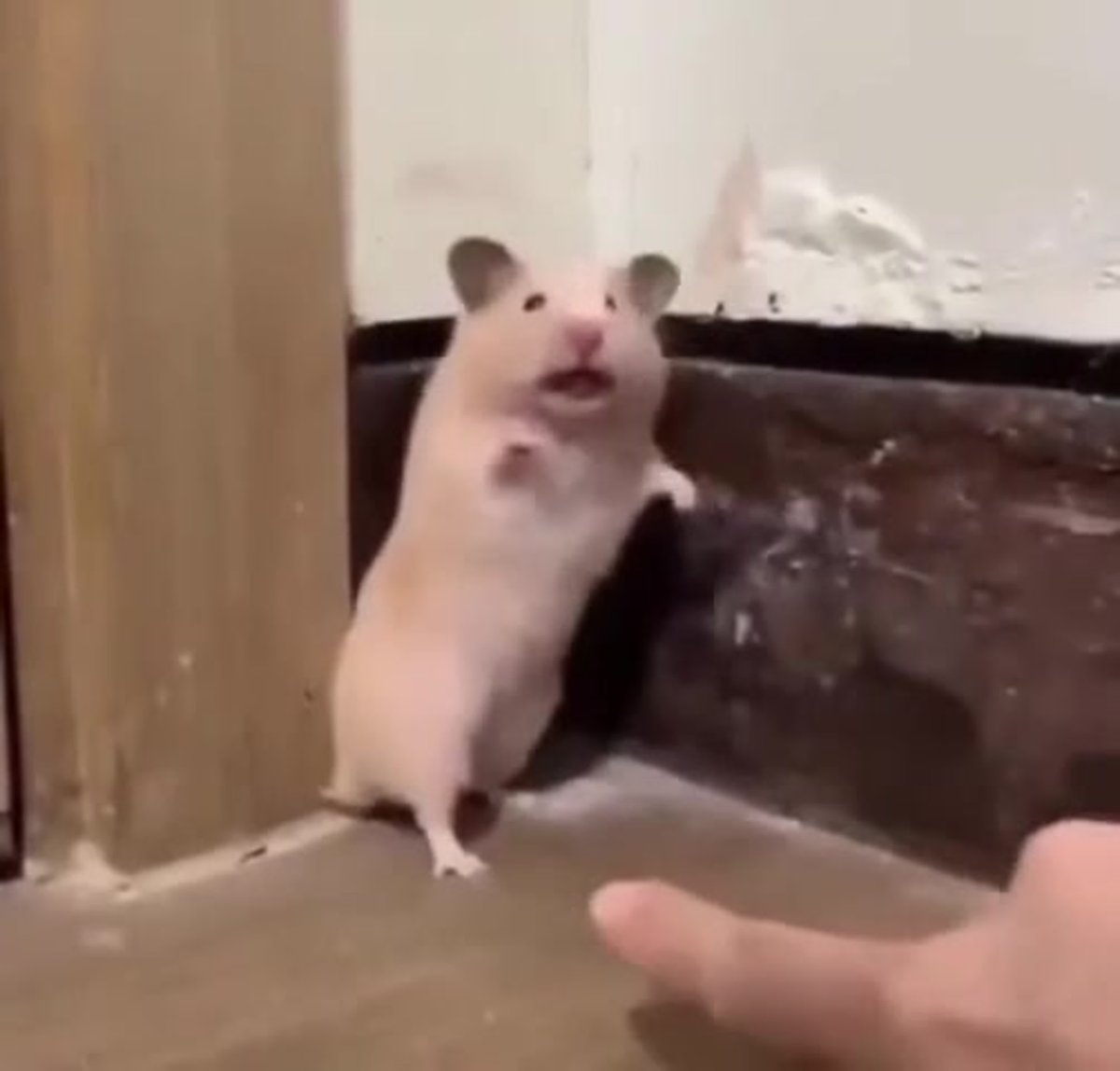 Испуганные хомяки