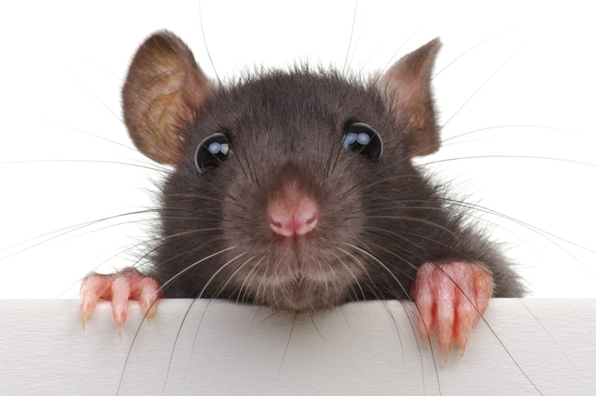 Крыса выглядывает