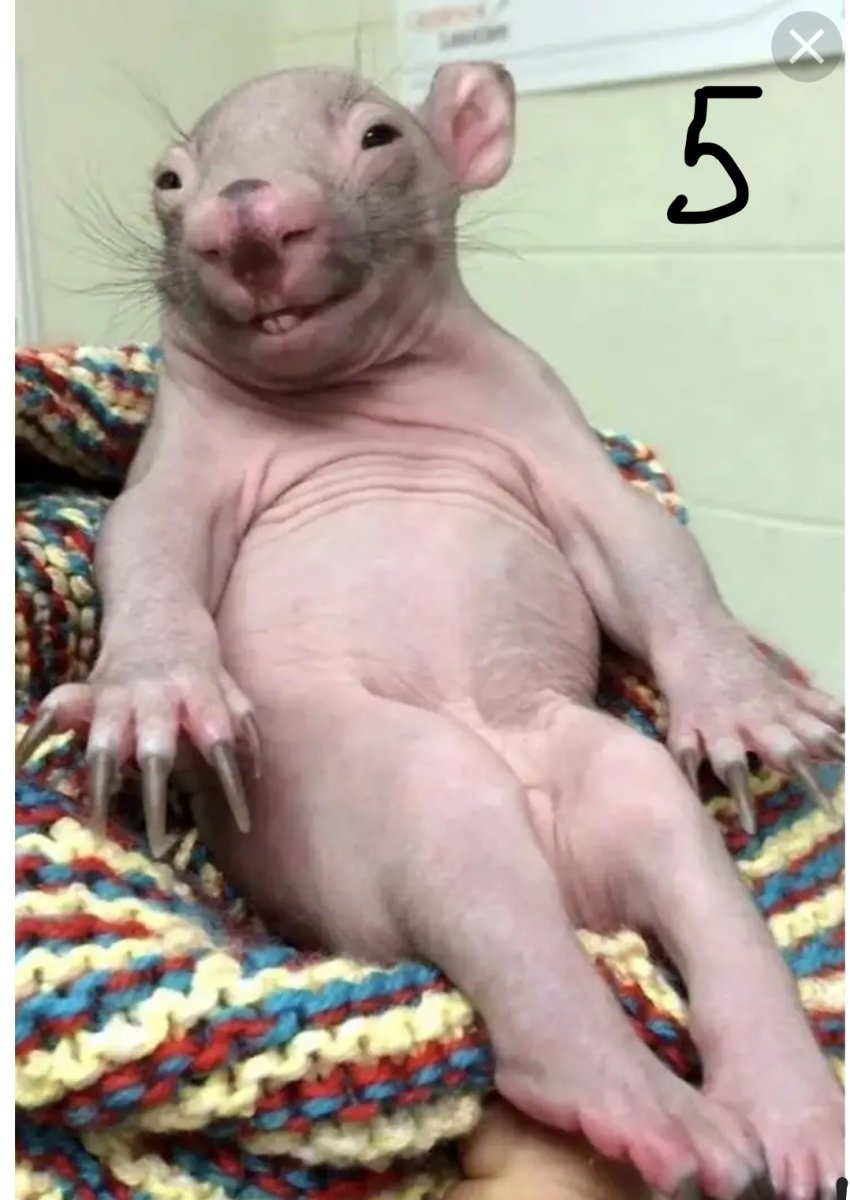 УГАРНАЯ крыса