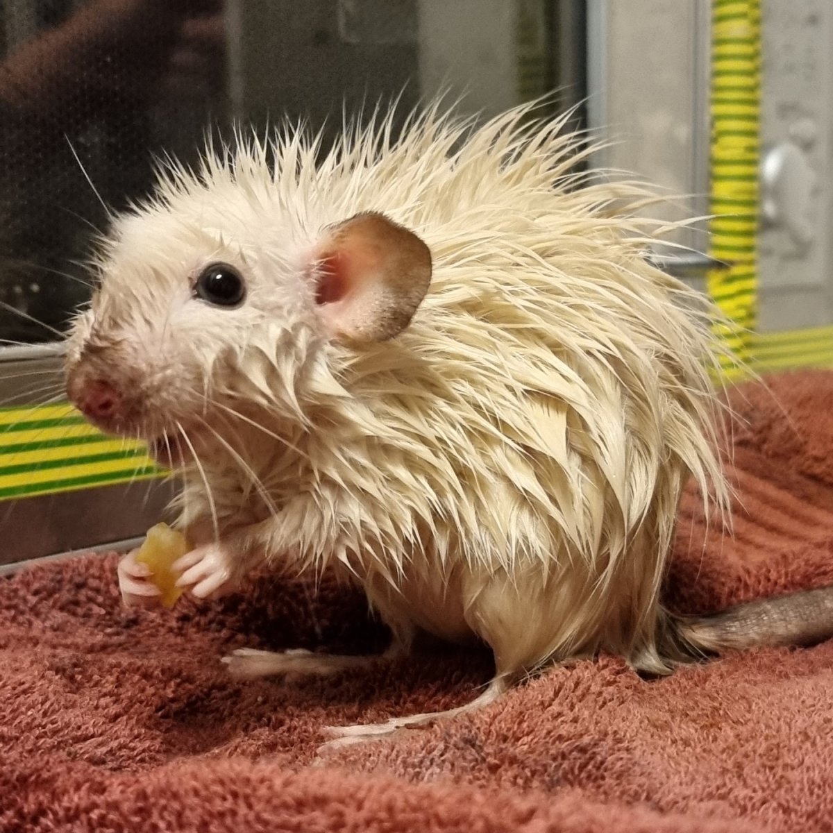 Забавные крысы