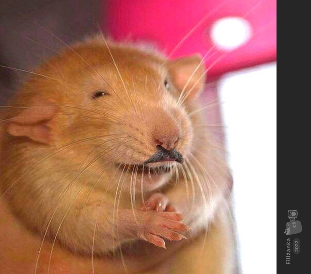 Крыса Дамбо рыжая