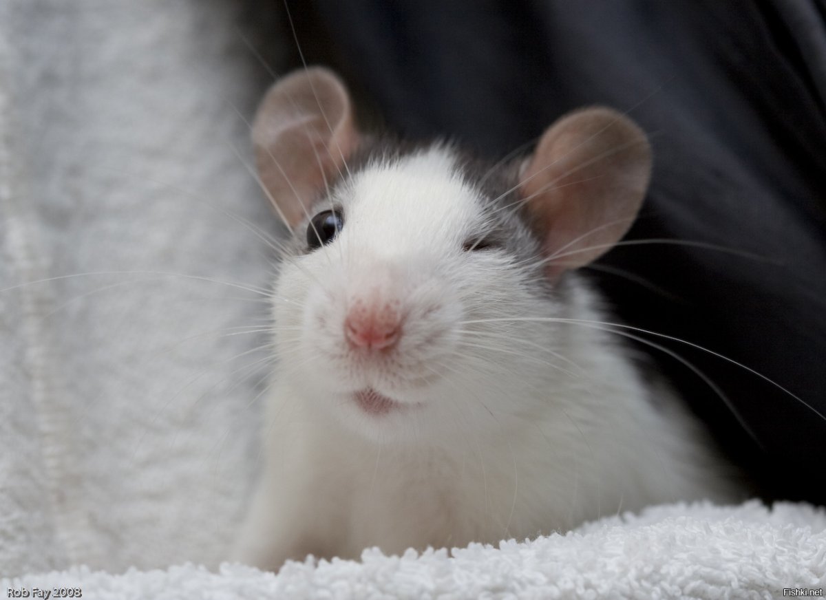 Красивые крысы