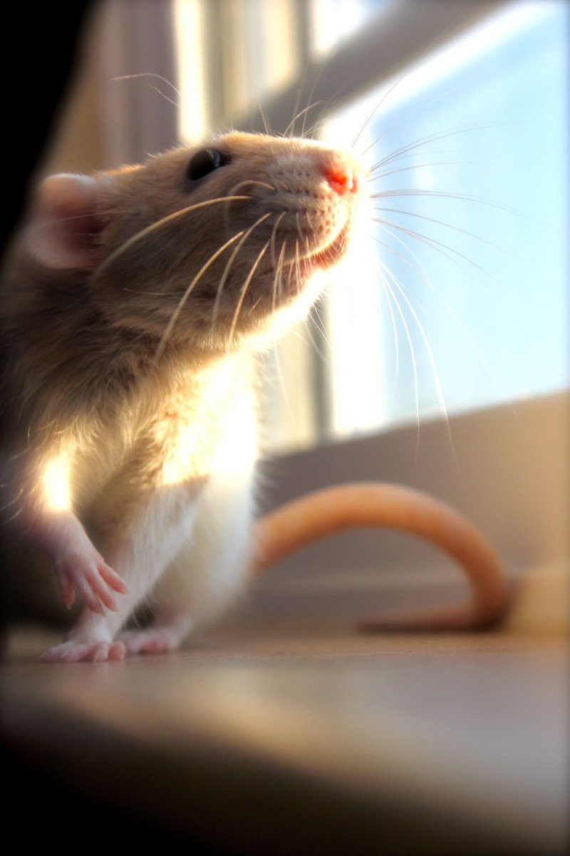 Красивые крысы