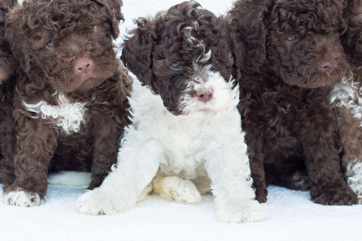 Лаготто-романьоло порода