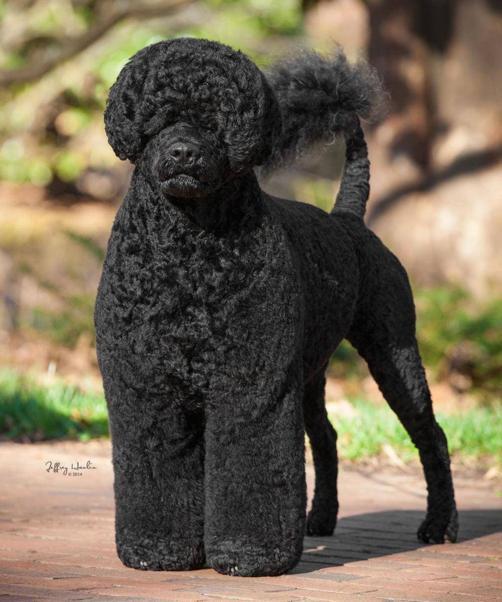 Испанская водяная собака стриженая