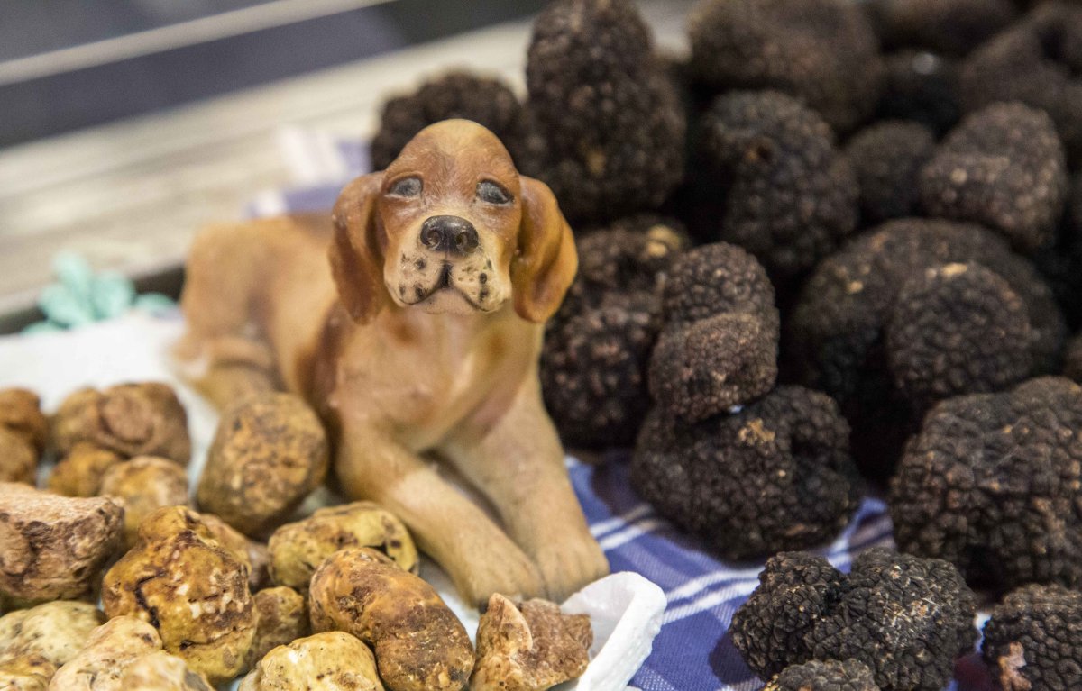 Спаниель трюфель