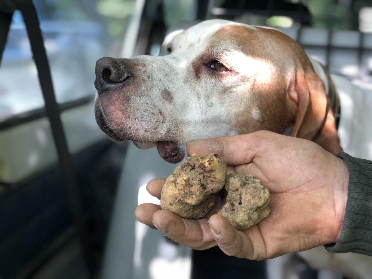 Трюфельная охота в Италии