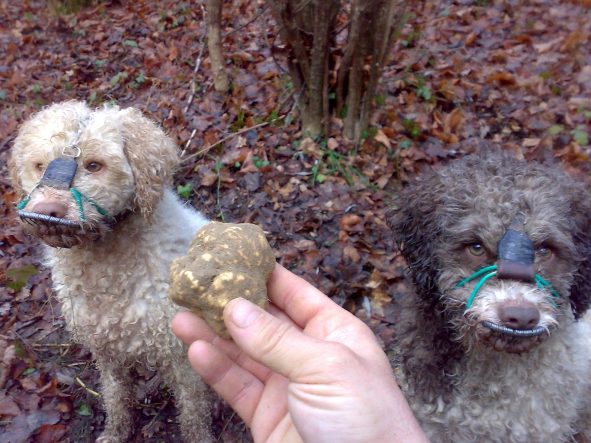 Лаготто романьоло Трюфельная собака