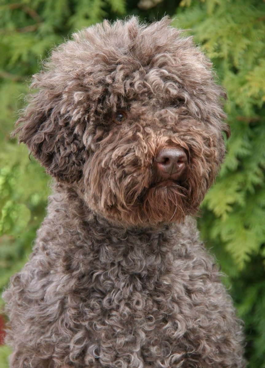 Лаготто-романьоло порода