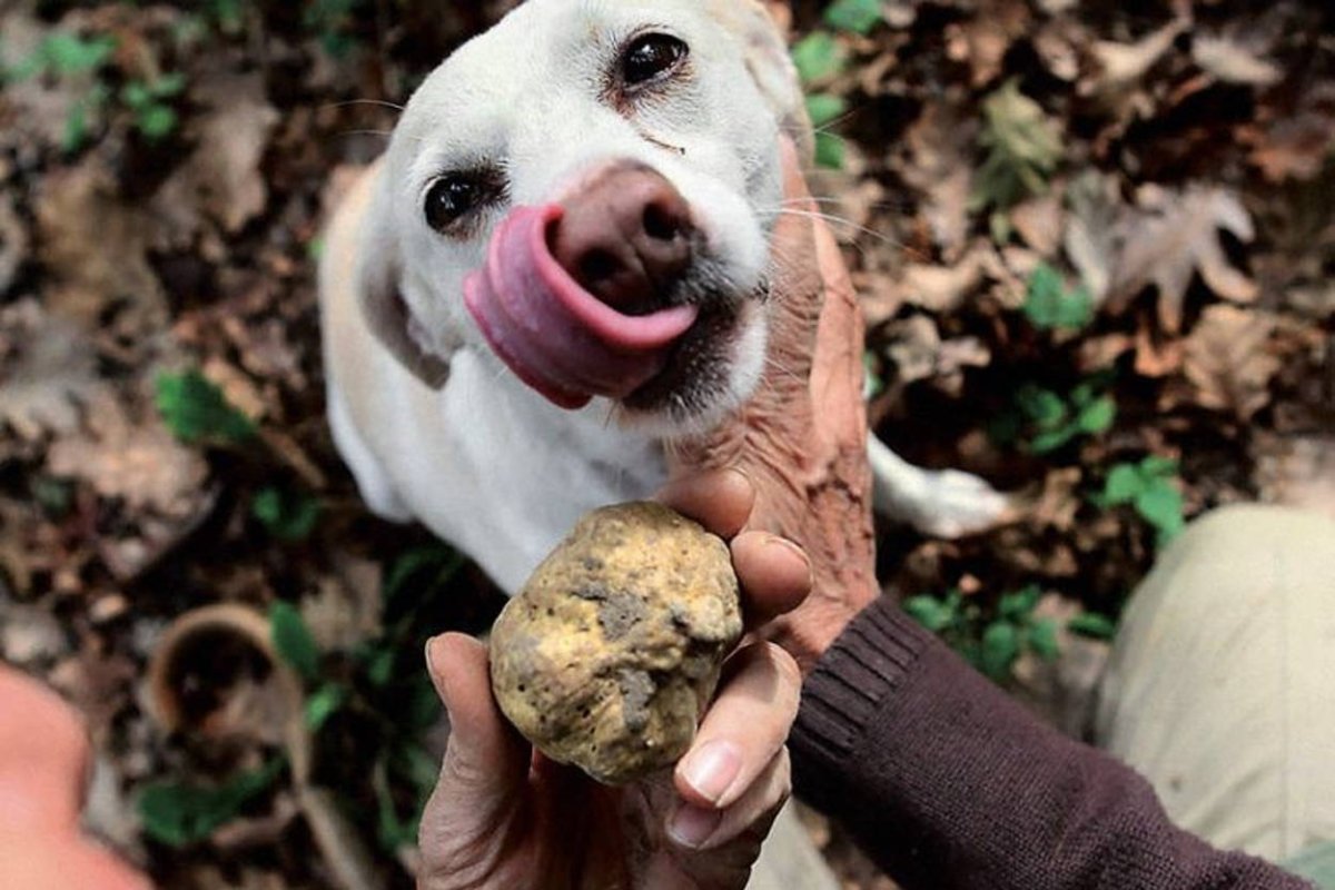 Фотография собаки которая ищет трюфели