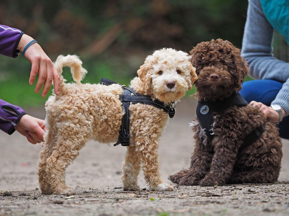 Лаготто-романьоло порода