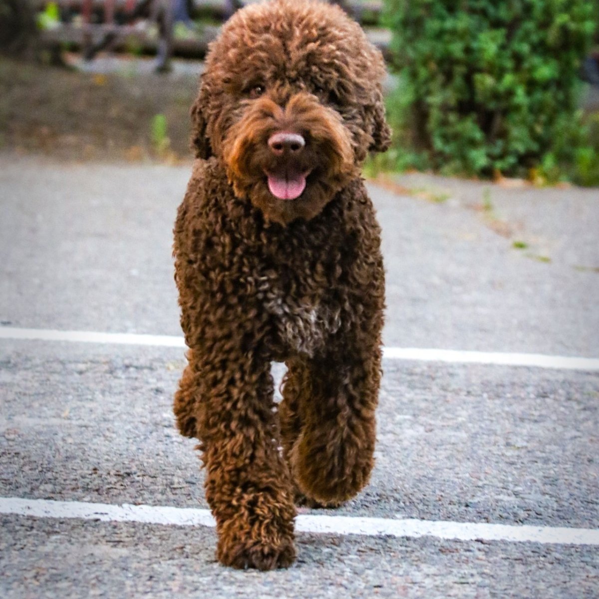 Лаготто романьоло порода собак