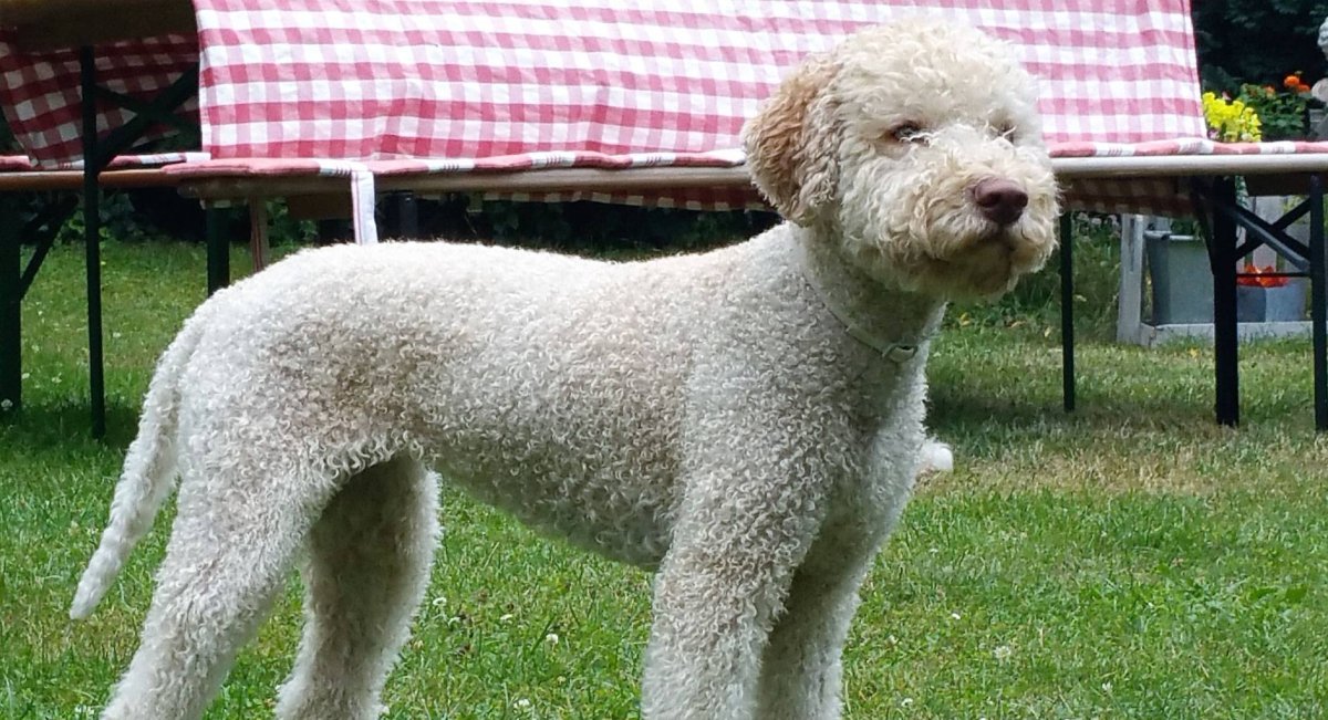 Лаготто романьоло стандарт