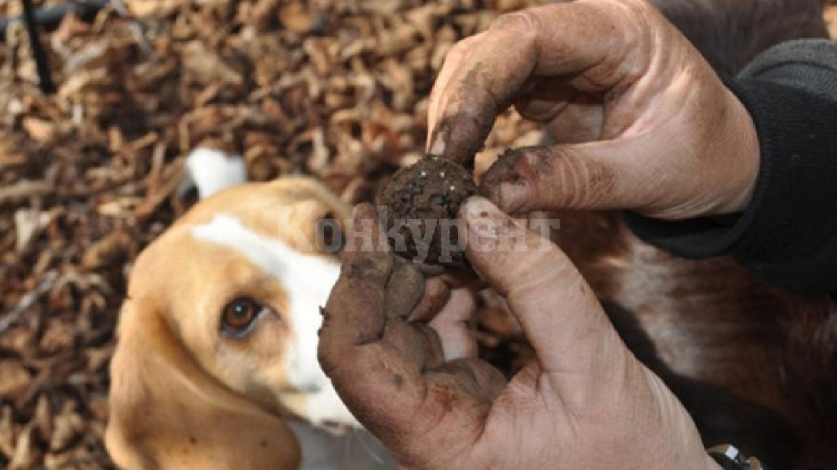 Собака трюфель