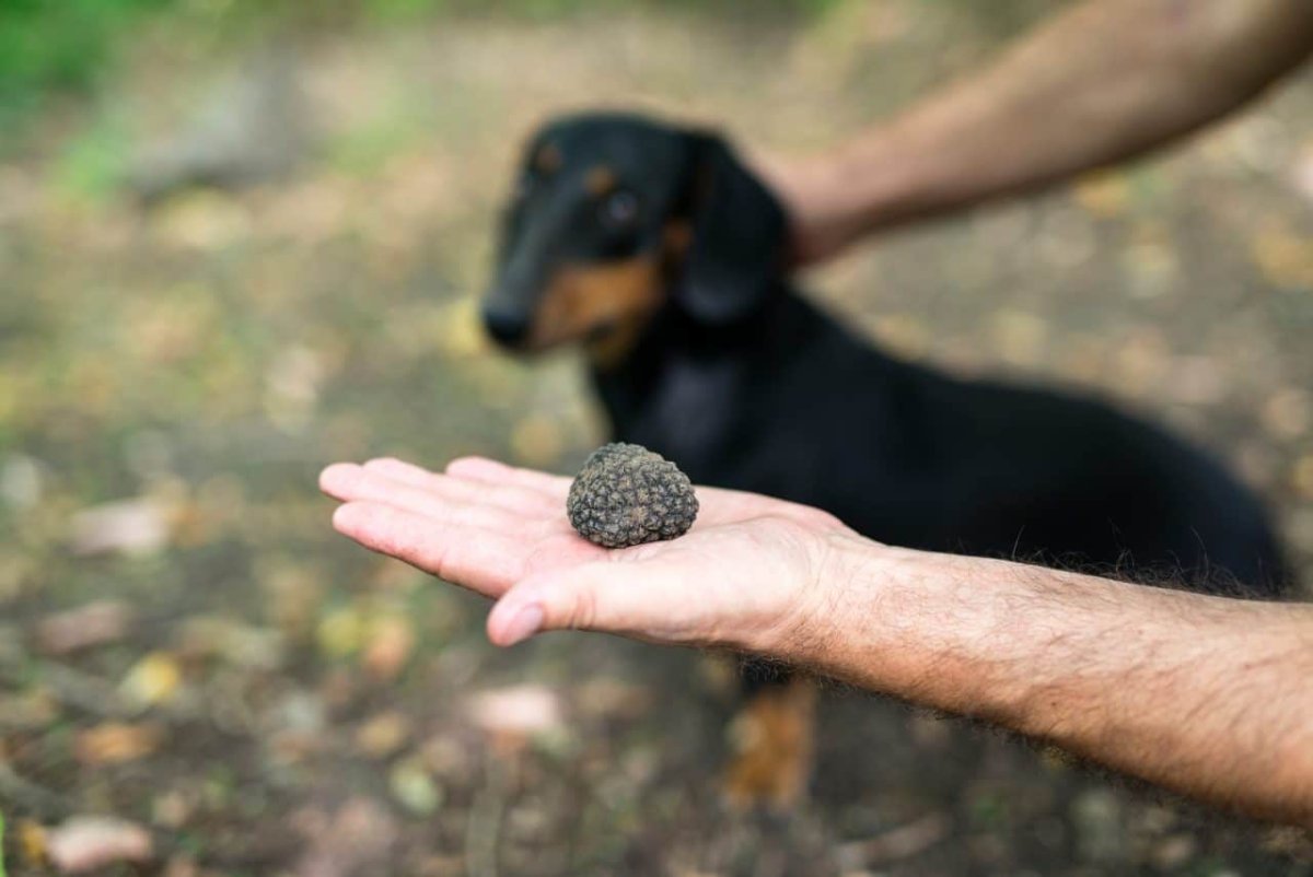 Hand Truffle