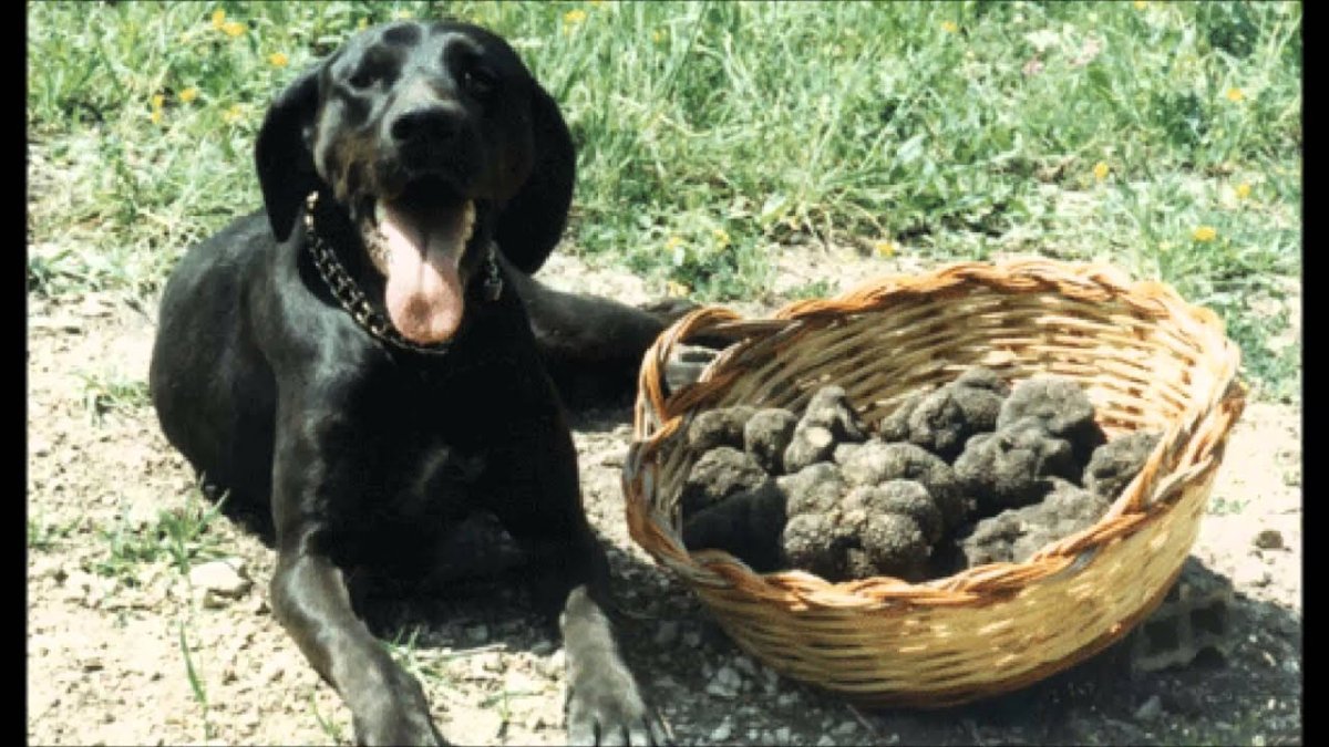 Собака трюфель