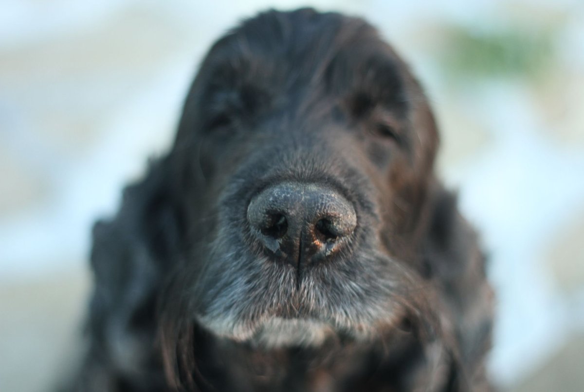 Порода собак трюфельный пес