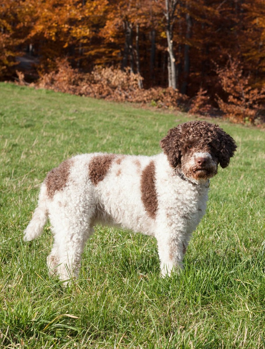 Лаготто-романьоло порода