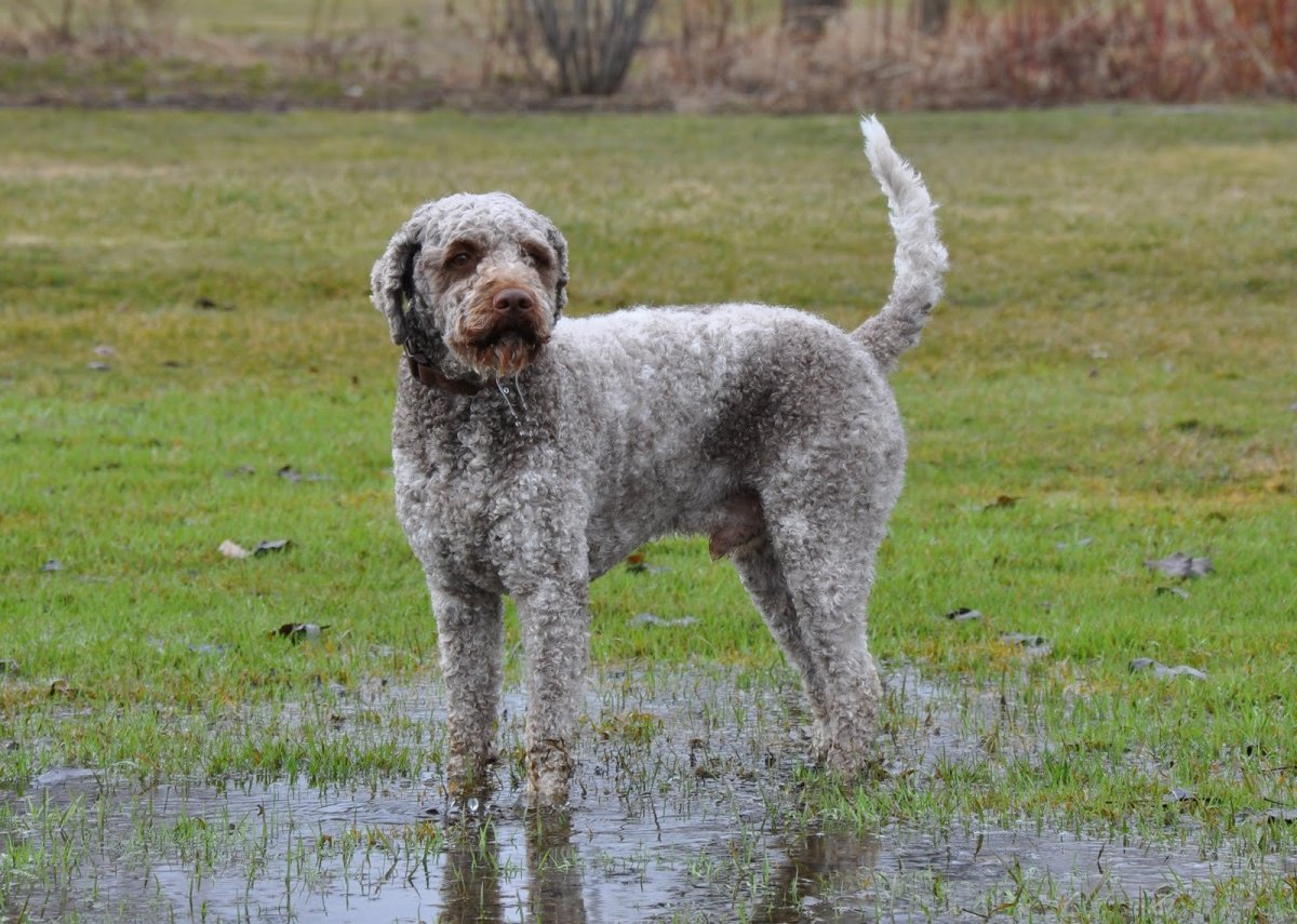 Лаготто романьоло Трюфельная собака
