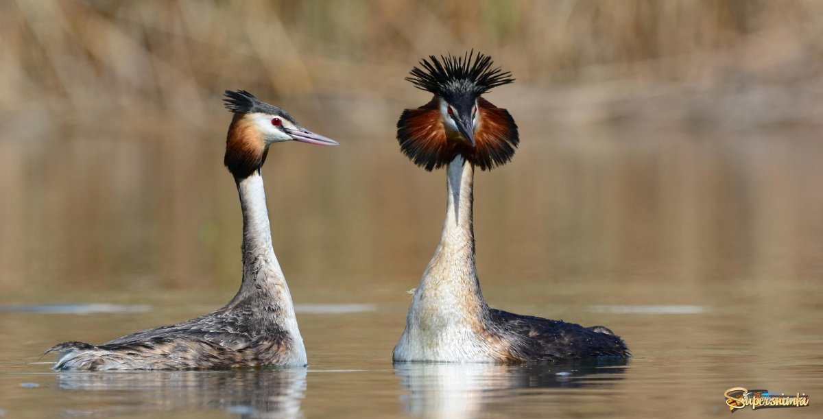 Чомга хохлатая