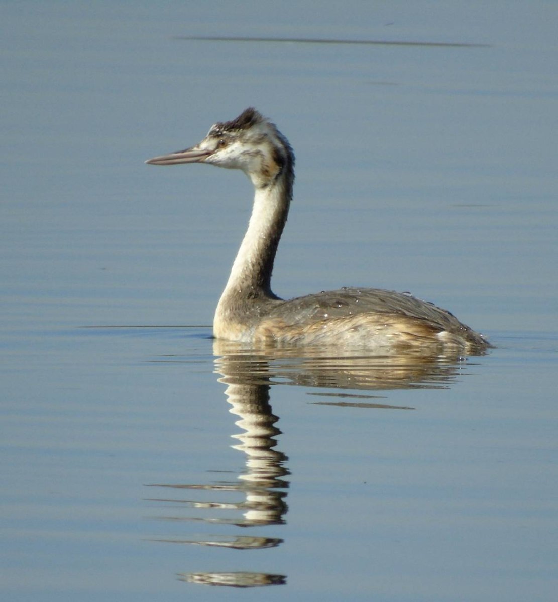 Чомга серая